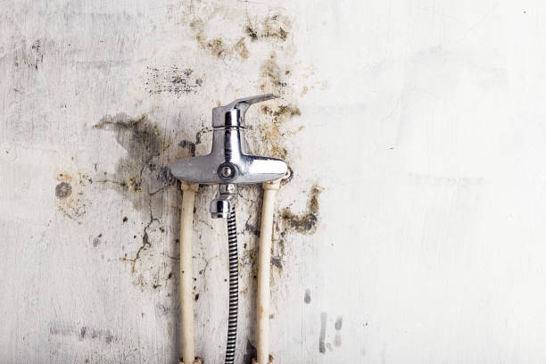 Best Mold Remediation for Specific Building Types in Thorsby, AL