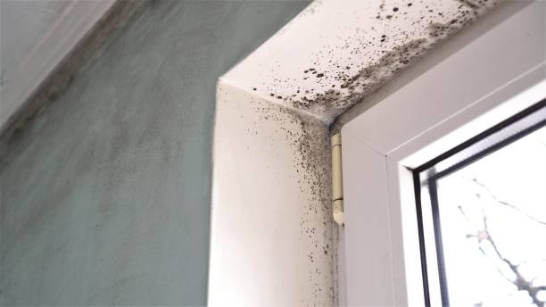 Best DIY Mold Remediation Support Services in Thorsby, AL
