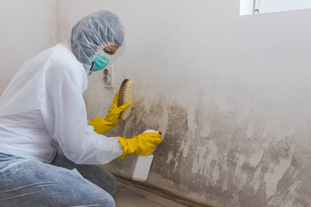 Best HVAC Mold Remediation in Thorsby, AL