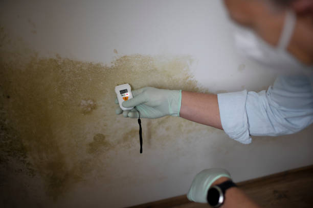 Best Residential Mold Remediation in Thorsby, AL