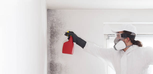 Best Insurance-Related Mold Remediation in Thorsby, AL