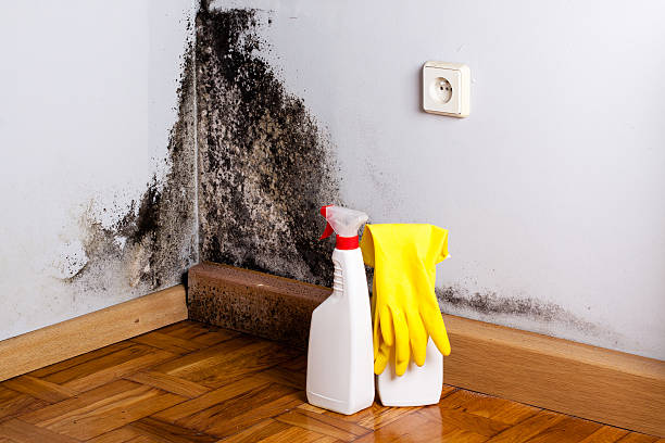 Best Residential Mold Remediation in Thorsby, AL