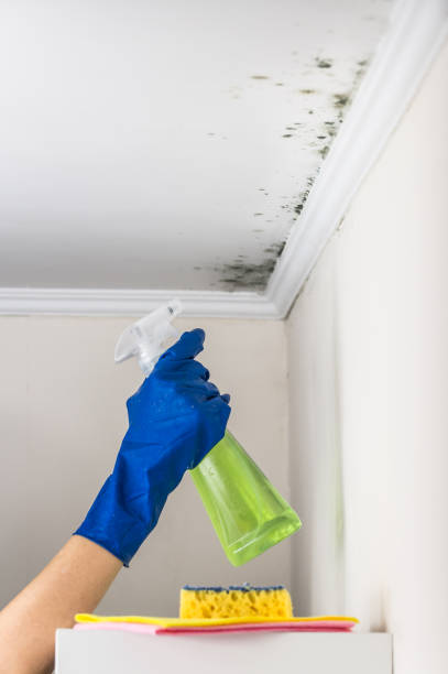 Best Localized Mold Remediation (e.g., coastal areas, humid climates) in Thorsby, AL