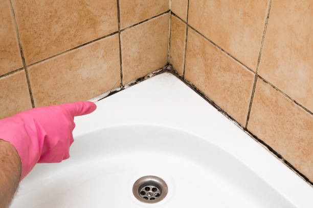 Best Industrial Mold Remediation in Thorsby, AL